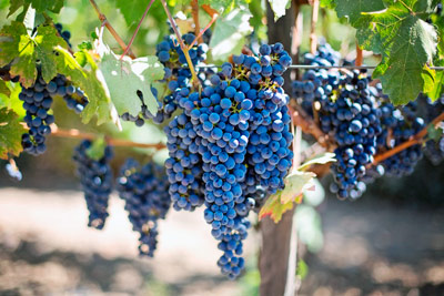 vine